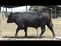 lot 59 vhw22t430 weeran angus autumn bull sale 2024