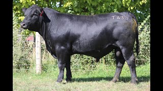 Lot 59 VHW22T430 Weeran Angus Autumn Bull Sale 2024