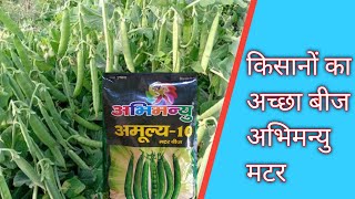 Abhimanyu Amulya 10 Pea Seeds Reliable Research Matar Desi Hybrid