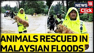 Malaysia Flood News: Volunteers Rescue Animals As Flood Displaces Many | English News | News18