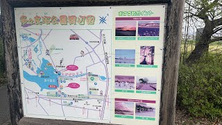 群馬県館林市￼￼￼￼ 多々良沼公園桜🌸🌸 2023年3月28日火曜日,