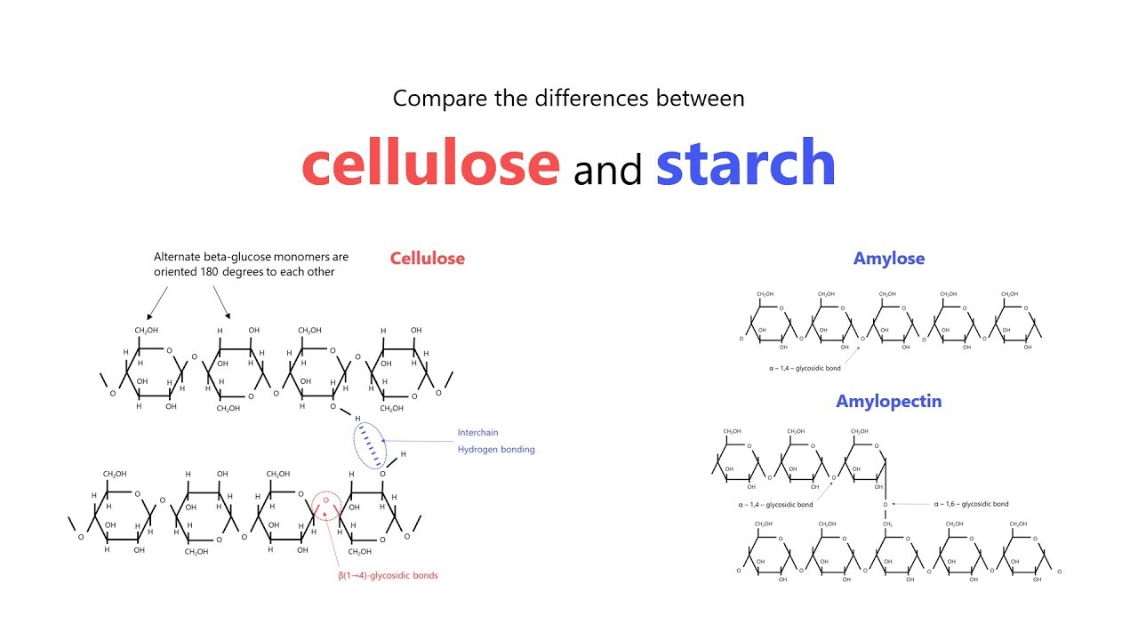 Cellulose Vs Starch Structure Polysaccharides Formation Types