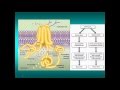 Cellular control 2 for A2 Biology - mutation and gene expression