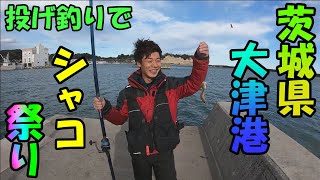 茨城県大津港で投げ釣りしたらシャコ沢山釣れた【コラボ動画】