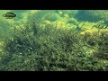 narayan barb in the wild pethia setnai underwatervideo biotope westernghats aquatichabitat