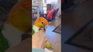 【前回りを軽快に披露するインコさん🦜】(*≧▽≦)ﾉ目指せ！鳥ンピック金メダル❣️😆🙌🏅🦜💫 #shorts #シロハラインコ #レオちゃん #caique #cute