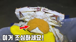 드디어 기다리던 침고이는 녀석들의 줍줍이가 시작되었습니다! 하지만 이건 꼭 지켜주세요~!