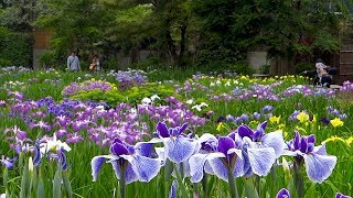 染谷花しょうぶ園　〜2019年6月2日〜