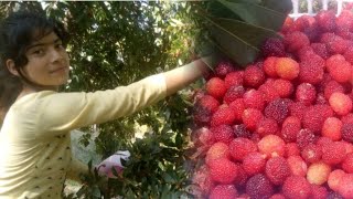 हिमाचली काफल picking some bayberries,himachali phal kafal,himalayan fruits,phalo ka katora himachal