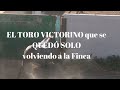 ¿Que me dices del TORO VICTORINO  que iba a COLOMBIA que SE QUEDÓ SOLO volviendo a la Finca?