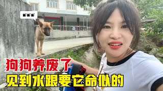 德国牧羊犬都是这样的吗？不仅恐高还特别的怕水，妹子彻底无语了《东北女孩一个人自驾环游中国》