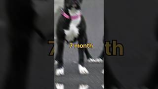 #Black pitbull dog transformation 😎#shorts#viral