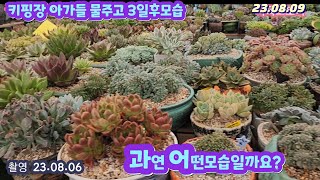 키핑장아가들 물주고 3일후에모습입니다/과연 무름으로 얼마나 떠났을까요?/#succulent #多育植物