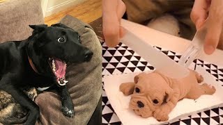 Dog Reaction to Cutting Cake 2020   Funny Dog Cake Reaction Compilation   Pets Town720P HD