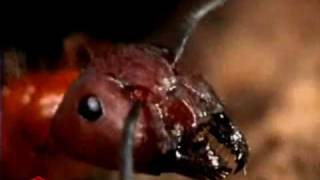 How to Identify Ants and Cockroaches - Orkin Pest Control