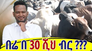 በሬ በ 30 ሺህ ብር ??? #ድንቅ ሀገር #Dink Hager