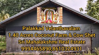 290) Palakkad Velanthavalam 1.40 Acres Coconut Farm \u0026 Cow Shet |#srimahalakshmirealestate