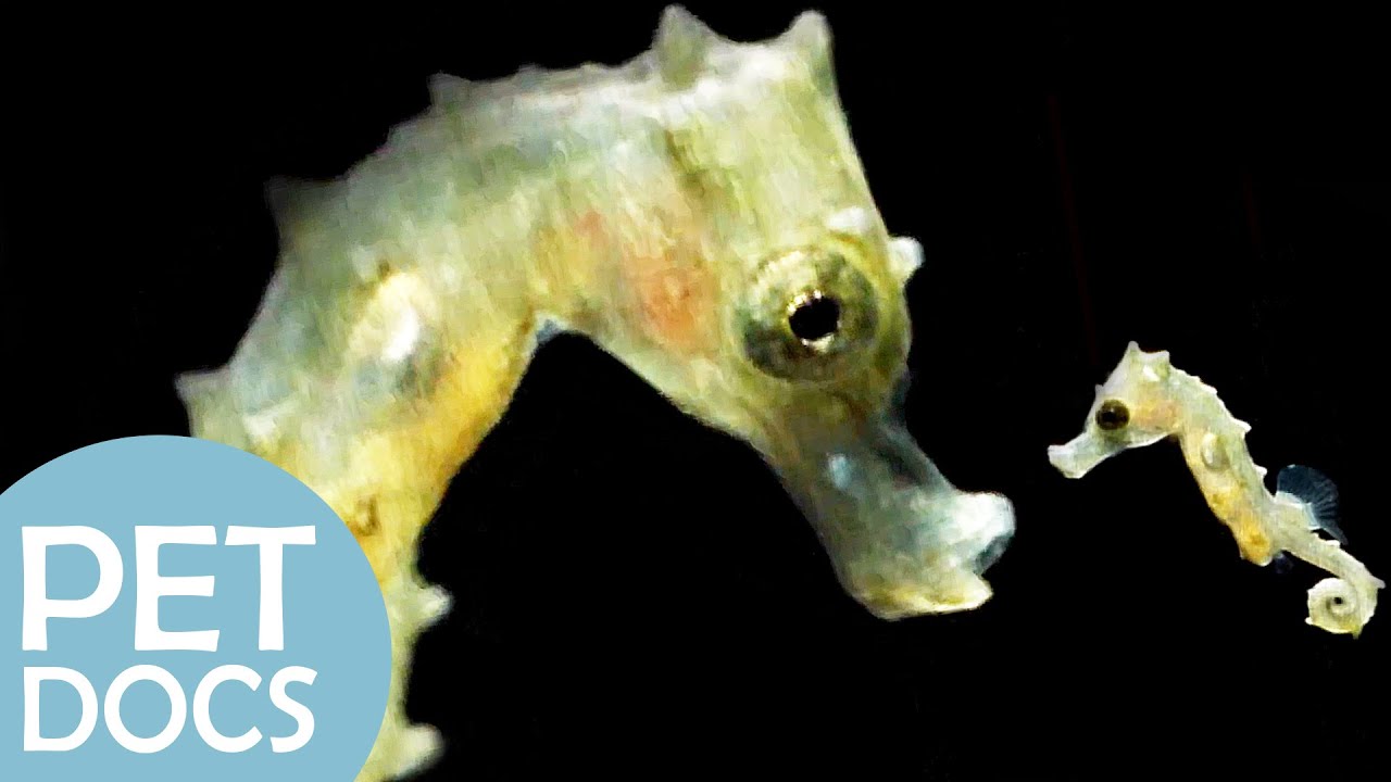 Male Seahorse Gives Birth To Babies | My Animal Friends | Pet Docs ...