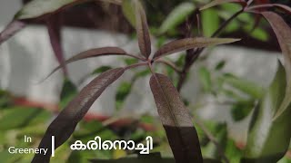 Karinochi | Nisinda - unknown medicinal properties