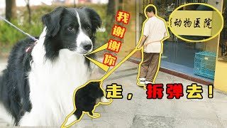 一浩 | 边牧因为太兴奋，上学第一天就被咔嚓了！【问题狗狗大改造】