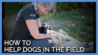 Lessons on How to Help Dogs in the field with PETA