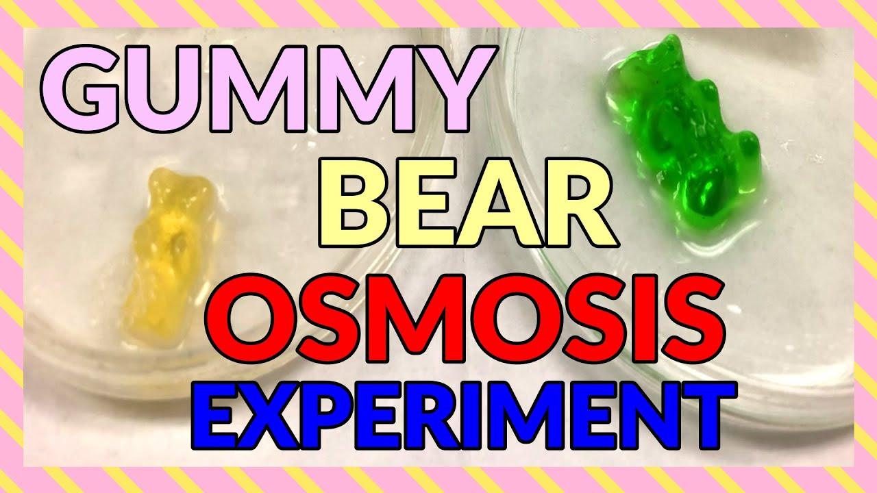 GUMMY BEAR OSMOSIS LAB | WHAT IS OSMOSIS? | ONLINE LAB | VIRTUAL ...