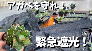 葉焼けを防げ！緊急遮光実施　特別警報の後の猛暑【アガベ】【園芸】【Japan】