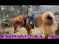 へそ天しながらでも顔舐めてくる犬。