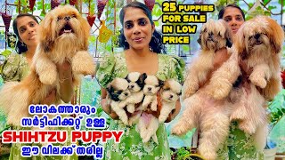 കേരളത്തിൽ ഈ വിലക്ക് വേറെ ആരും Shih tzu Puppy തരില്ല|Kerala|Puppies|malayalam