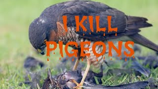 KROGULEC POLUJE NA GOŁĘBIE - sparrowhawk kills pigeon