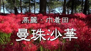 巾着田に咲く「曼珠沙華（彼岸花）」