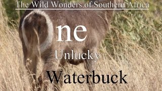 One Unlucky Waterbuck? Or was he...