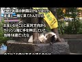 海外の反応「日本の渋谷・ハチ公像の下で猫が眠ってた」　世界中が癒された！　日本って素晴らしい