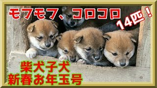 【柴犬子犬】てんちゃん、新年里帰り！14匹の子犬君たちに出会う！　太郎の犬モノガタリ＃２０５