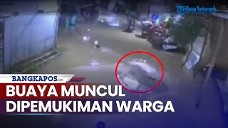 Viral Buaya Muncul saat Banjir di Kutai Timur, Terekam CCTV Seret Ternak Warga