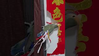 鹦鹉就地取材做羽毛（Parrots use local materials to make feathers） #pets #pet #bird #birds #birdslover #鸟