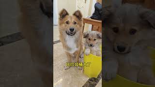 撿來的小狗，也壹天比壹天大了#pets #寵物 #寵物生活 #funny #萌寵 #萌寵出道 #cute #animals #萌宠