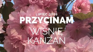 Przycinam wiśnię Kanzan