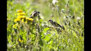 Tikli | Carduelis carduelis @Finland