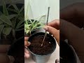 jasmine propogation method ... grafting plants garden farming