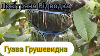 Гуава Грушевидна - повітряна відводка, що вийшло)))