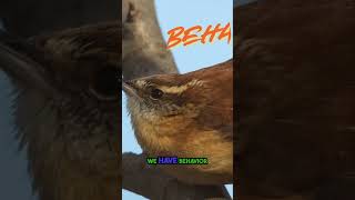 MEET Nature's BRAVEST Bird the Feisty Carolina Wren!