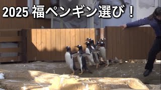 忍者走りで一位を目指す　ジェンツーラン　那須どうぶつ王国　Ninja running gentoo penguin