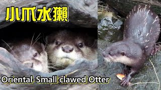 活潑可愛的小爪水獺,吃魚,下水游泳,抓癢,打哈欠,趴趴走|Oriental-Small clawed Otter