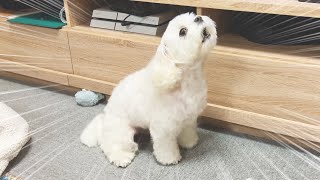 買ったばかりの飼い主の靴を破壊する犬がおもしろすぎた【マルチーズ】