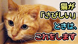 【猫の寂しいサイン】５つ。その時どう対応すればいい？