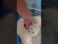 ハマッてるw shorts ペット 小動物 エキゾチックアニマル フェレット ferret