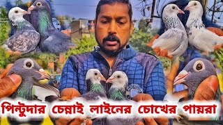 নব বারাকপুরের পিন্টুদার চোখের মাদ্রাস পায়রা।চোখের পায়রা নিয়ে টুর্নামেন্টে?।@pigeonsloverrj9600