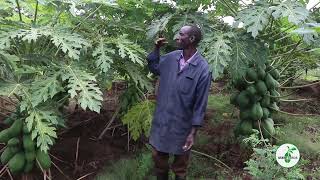 Calina papaya (Ipb9) doing very well in an Arid area. Marigat, Baringo County.