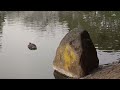 【4k】寝ながら泳ぐカモたち・じゅん菜池緑地（2022年1月23日）